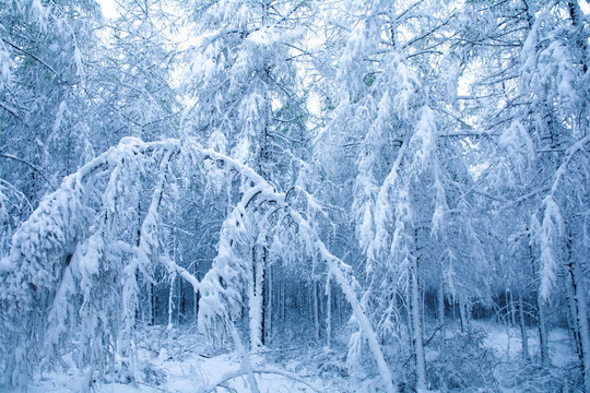 冰雪世界 童话世界