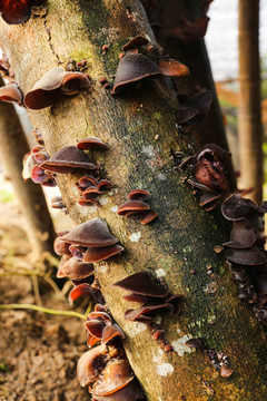 蘑菇长树上