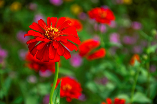 非洲菊