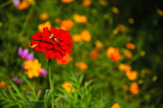 非洲菊