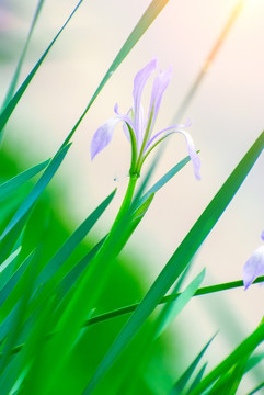 马兰花