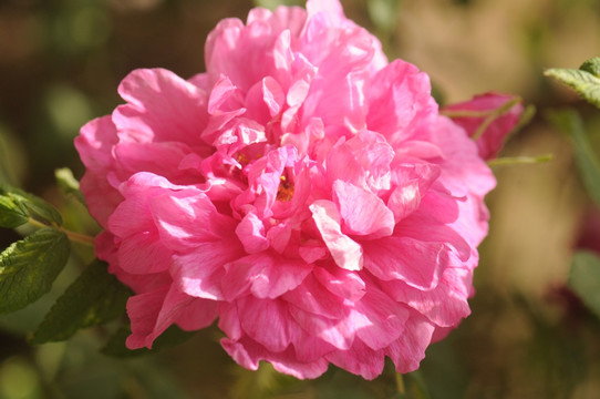 月季花