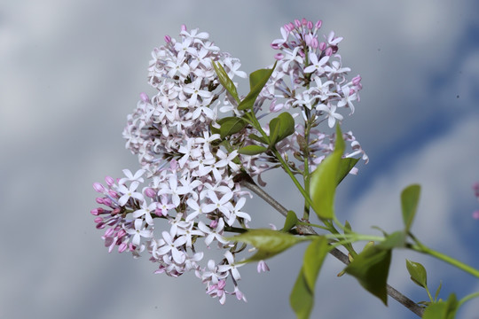 丁香花