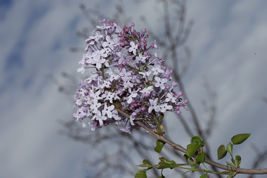 丁香花