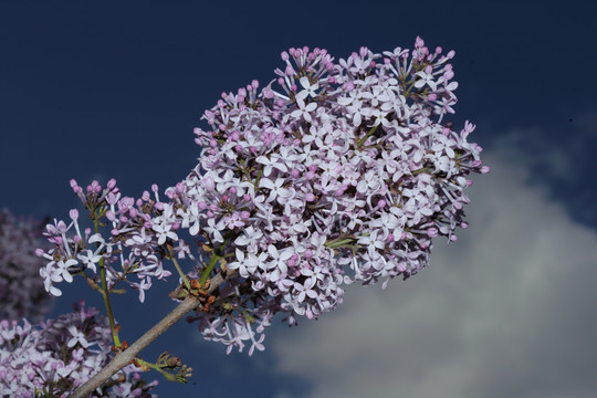 丁香花