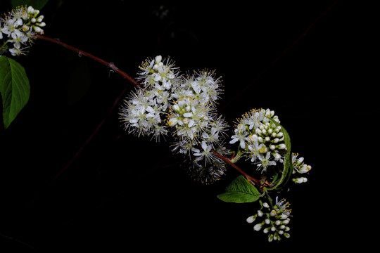 槐花