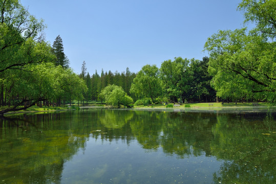 上海共青森林公园水景