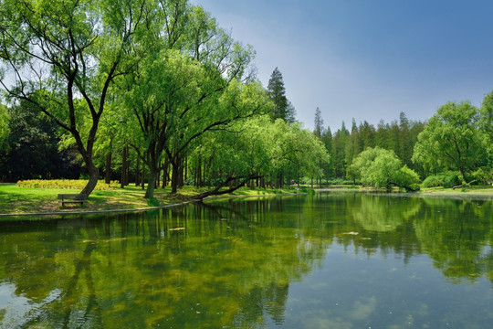 共青森林公园风景