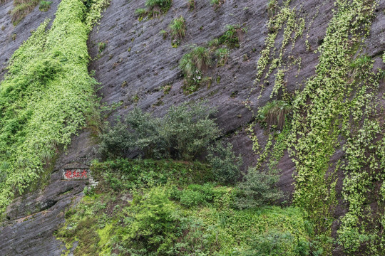 武夷山大红袍