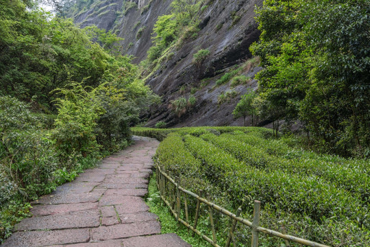 武夷山大红袍风景区