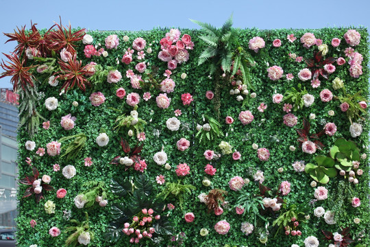 绿色植物墙 花墙 绿植 植物墙