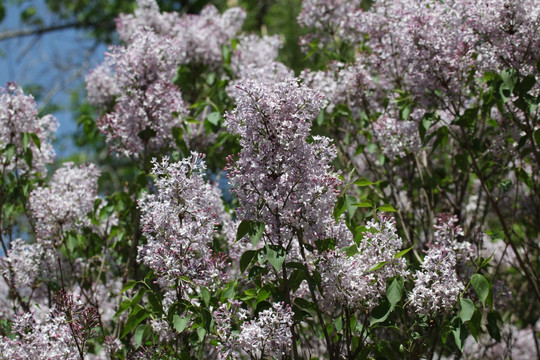 丁香花 紫色 春天 植物