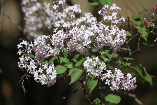 丁香花 紫色 春天 植物 开花