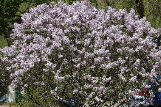 丁香花 紫色 春天