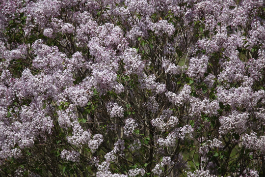 丁香花 紫色 春天 植物 开花