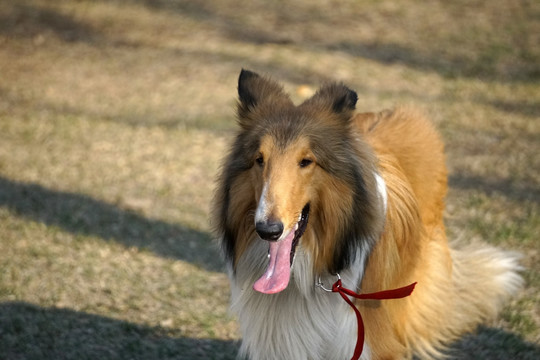 宠物 狗 牧羊犬