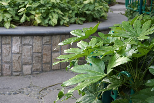 鼓浪屿 植物 绿叶