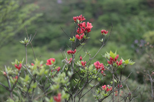 杜鹃花