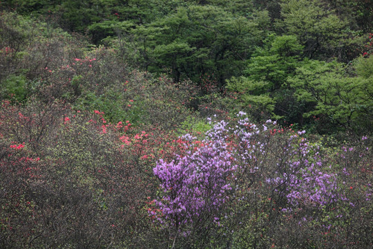 杜鹃花