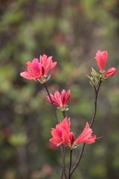 杜鹃花