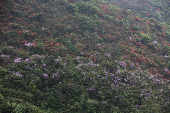 杜鹃花