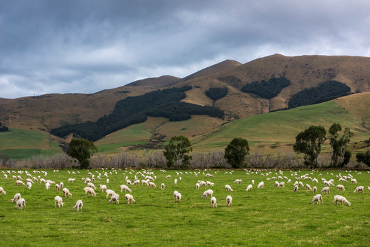 新西兰草原
