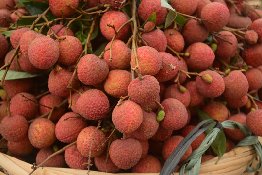 荔枝 桂味