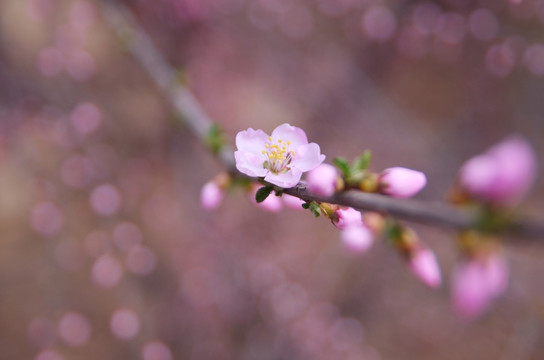 春暖花开