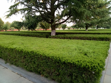 绿色植物
