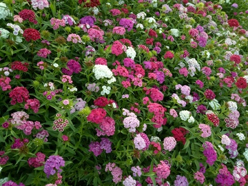 公园的花