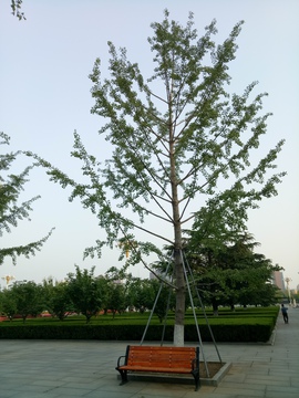 银杏树