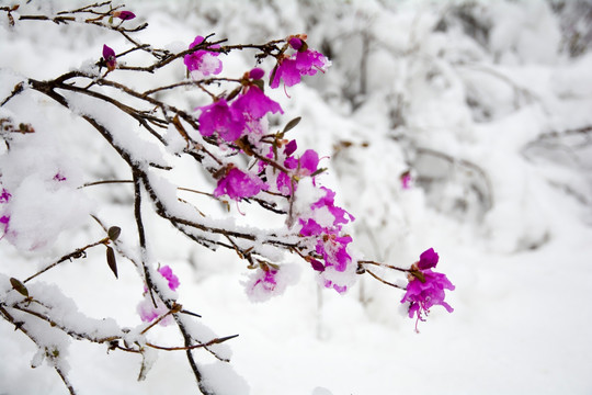 寒梅傲雪