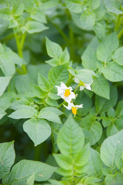 马铃薯花