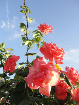 月季花
