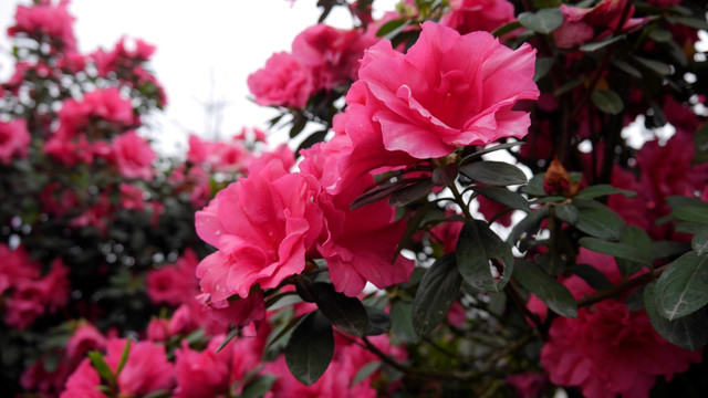 杜鹃花
