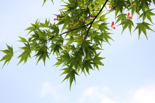 天空 枫叶