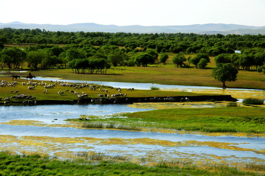 湿地河流羊群