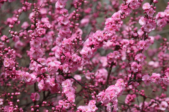 桃红 花朵 花树 春天 鲜花