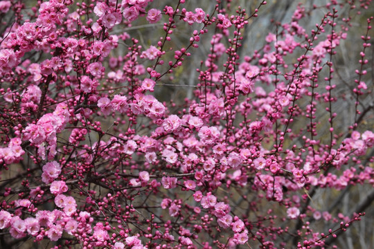 桃红 花朵 花树
