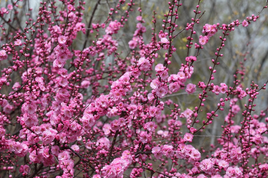 桃红 花朵 花树 春天