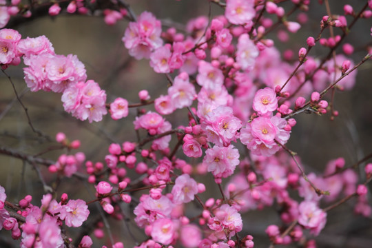 桃红 花朵 花树 春天