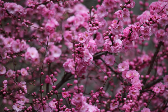 桃红 花朵 花树 春天 鲜花