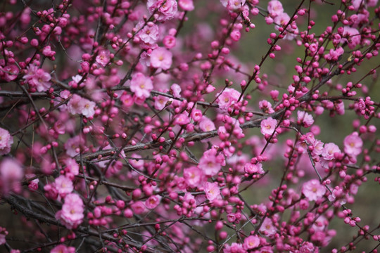 桃红 花朵 花树