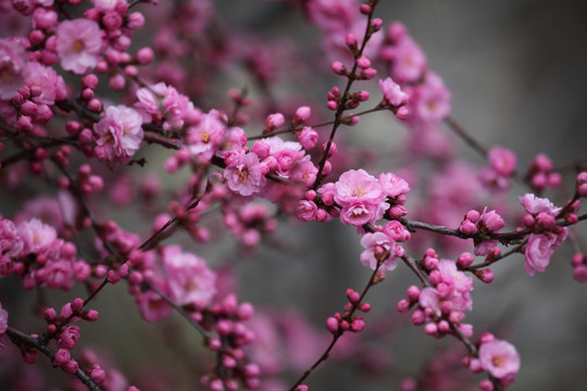 花树 春天 鲜花