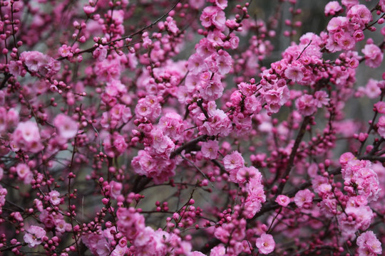 桃红 花朵