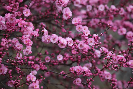 桃红 花朵 花树