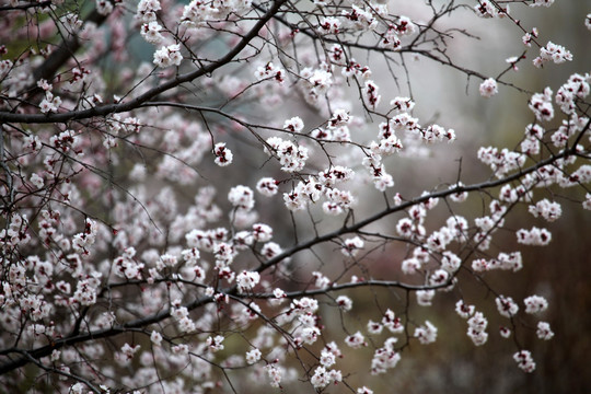 花朵 花树 春天 鲜花