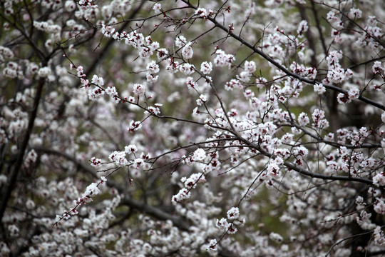 花树 春天 鲜花