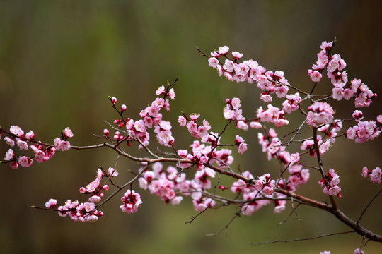 桃红 花朵 花树 春天 鲜花