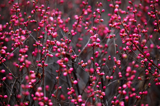 桃红 花朵 花树 春天